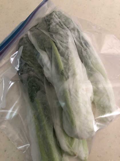 【保存のコツ】小松菜を冷蔵で長持ちさせる方法