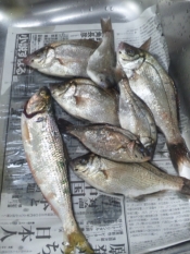 釣り魚 タナゴの煮付け レシピ 作り方 By ゆみぽぽぽぽーん 楽天レシピ 釣り魚 タナゴの煮付け レシピ 作り方 By ゆみぽぽぽぽーん 楽天レシピ