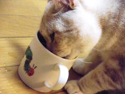 おぉ～♡♡♡今日もこの猫カフェはええのう^m^！
しかし真の猫カフェならニャンコに飲み物を出さねば！（←？？
虎太郎クン、夢中でマジ飲みでした☆ご馳走様～♡