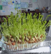 ささっと1分 豆苗 とうみょう おひたし レシピ 作り方 By Futatsunotsuki 楽天レシピ ささっと1分 豆苗 とうみょう おひたし レシピ 作り方 By Futatsunotsuki 楽天レシピ