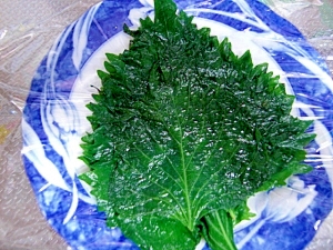 青しそ塩漬け レシピ 作り方 By Hime Tarako 楽天レシピ 青しそ塩漬け レシピ 作り方 By Hime Tarako 楽天レシピ