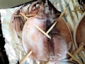 これで完璧 丸まらないイカ一夜干しの焼き方 レシピ 作り方 By Kouaya2319 楽天レシピ これで完璧 丸まらないイカ一夜干しの焼き方 レシピ 作り方 By Kouaya2319 楽天レシピ