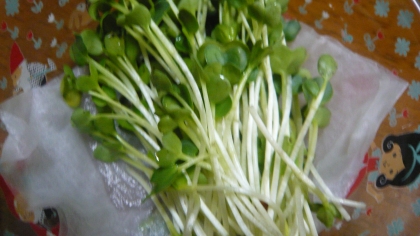 貝割れ大根の保存方法 レシピ 作り方 By じゃが塩 楽天レシピ 貝割れ大根の保存方法 レシピ 作り方 By じゃが塩 楽天レシピ