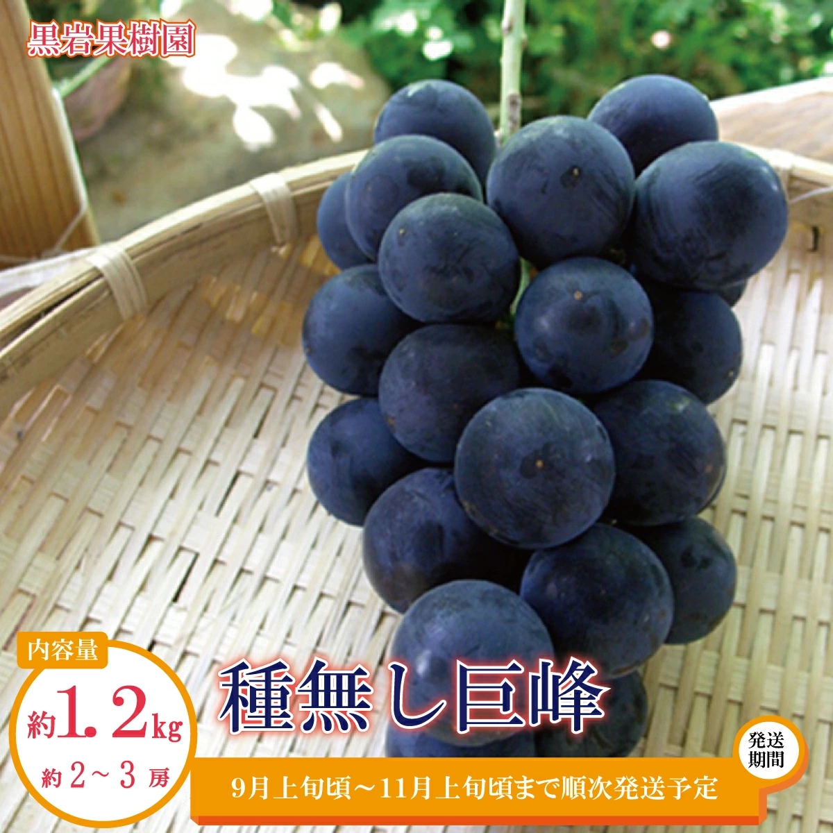 【ふるさと納税】種無し巨峰 約1.2kg(約2~3房)