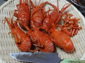 茹で方とさばき方 伊勢海老の塩ゆで レシピ 作り方 By Startrek 楽天レシピ