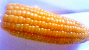 プチプチのまま とうもろこしの茹で方 保存方法 レシピ 作り方 By さくらうさこちゃん 楽天レシピ