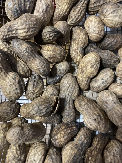 美味しくてやみつき！生落花生の塩茹で