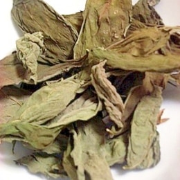 生バジルの保存方法 楽天レシピ 生バジルの保存方法 楽天レシピ