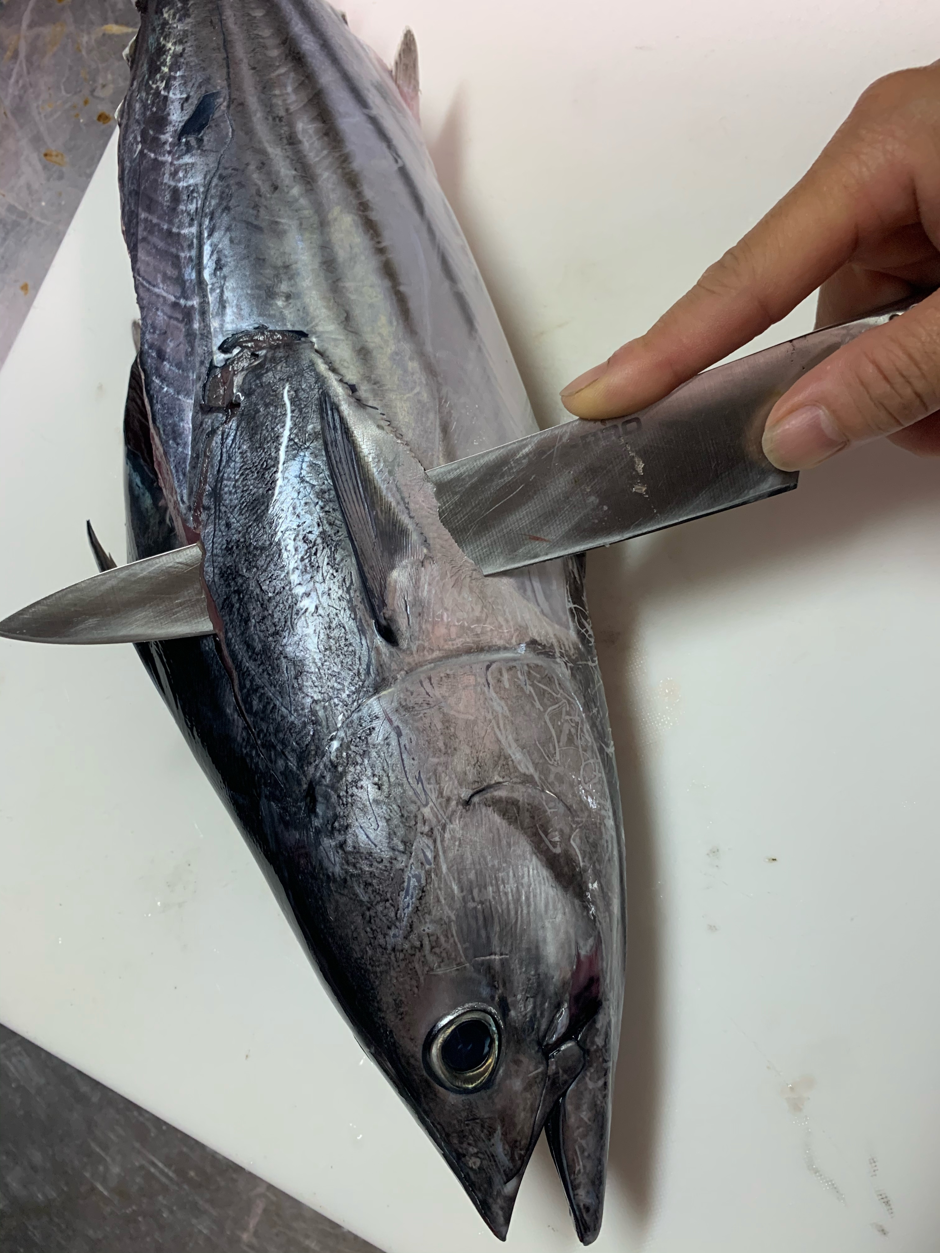 食物 過半数 診療所 カツオ 捌き 方 簡単 Soca Jp 食物 過半数 診療所 カツオ 捌き 方 簡単 Soca Jp