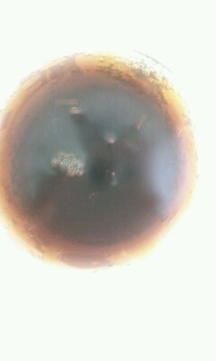 大人専用 ウォッカとコーラの爽やかカクテル レシピ 作り方 By 小太郎1212 楽天レシピ