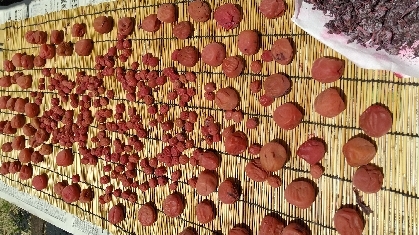 母直伝！お湯をかける 簡単♪梅干しの作り方