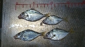 釣り魚料理 ヒイラギの煮付け レシピ 作り方 By 釣りシン 楽天レシピ