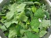 アカザ レシピ 作り方 By 夏はぜ 楽天レシピ アカザ レシピ 作り方 By 夏はぜ 楽天レシピ