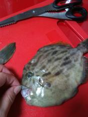 カワハギのさばき方 お刺身 写真で説明 レシピ 作り方 By エリーsky 楽天レシピ カワハギのさばき方 お刺身 写真で説明 レシピ 作り方 By エリーsky 楽天レシピ