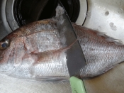 三枚おろし 真鯛の炙り松皮造り レシピ 作り方 By Startrek 楽天レシピ