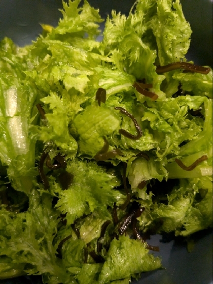 夕飯の一品に簡単☆わさび菜の塩こん漬け
