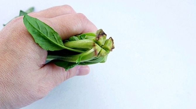 これでアク抜きも色止めも完璧 時間がたっても鮮やかでおいしいほうれん草 デイリシャス 楽天レシピ これでアク抜きも色止めも完璧 時間がたっても鮮やかでおいしいほうれん草 デイリシャス 楽天レシピ