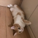 ねこバカの台所