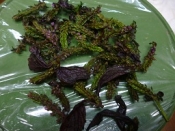 紫蘇の実の天ぷら レシピ 作り方 By あ ちゃん 楽天レシピ 紫蘇の実の天ぷら レシピ 作り方 By あ ちゃん 楽天レシピ