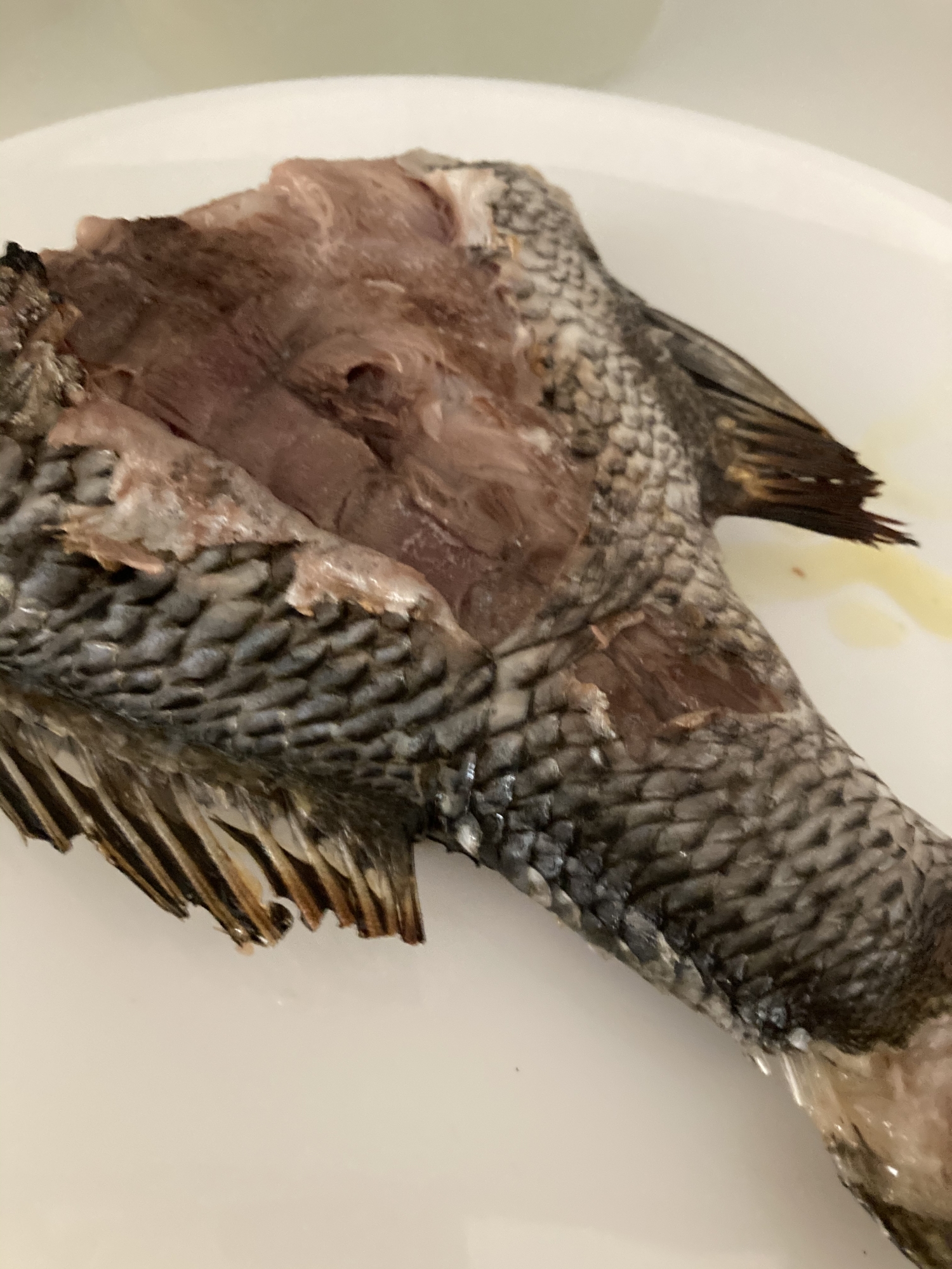 鮮度が抜群 黒鯛の塩焼き レシピ 作り方 By へんてこへんてこママ 楽天レシピ 鮮度が抜群 黒鯛の塩焼き レシピ 作り方 By へんてこへんてこママ 楽天レシピ