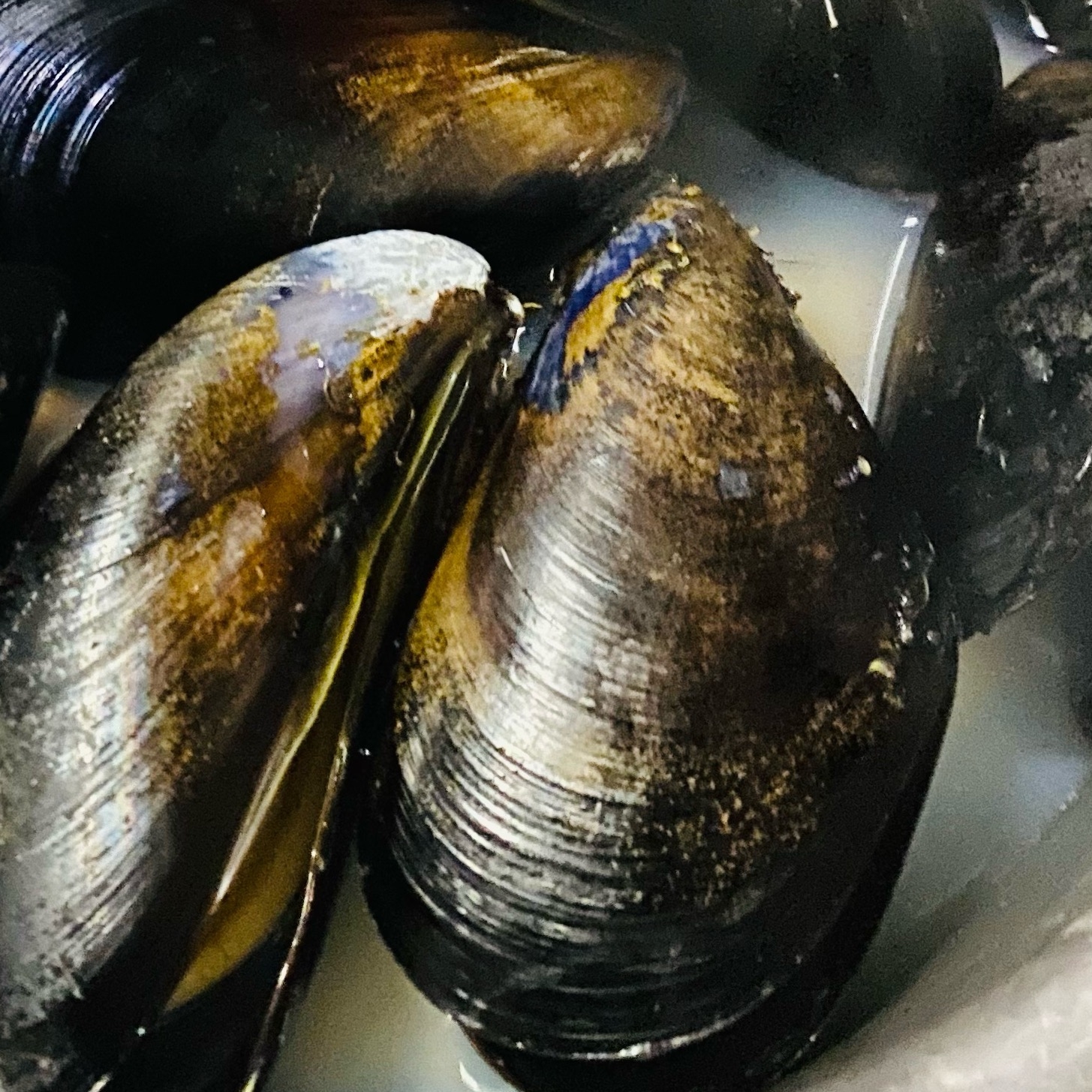 ムール貝を食す ムール貝の下処理 レシピ 作り方 By みけねこめ 楽天レシピ ムール貝を食す ムール貝の下処理 レシピ 作り方 By みけねこめ 楽天レシピ