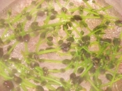 山菜ミズの実の下ごしらえ レシピ 作り方 By ブルーボリジ 楽天レシピ 山菜ミズの実の下ごしらえ レシピ 作り方 By ブルーボリジ 楽天レシピ