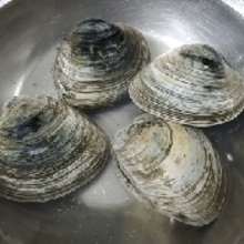 ホンビノス貝の葱ガーリックポン酢バター レシピ 作り方 By じゅん たま 楽天レシピ ホンビノス貝の葱ガーリックポン酢バター レシピ 作り方 By じゅん たま 楽天レシピ