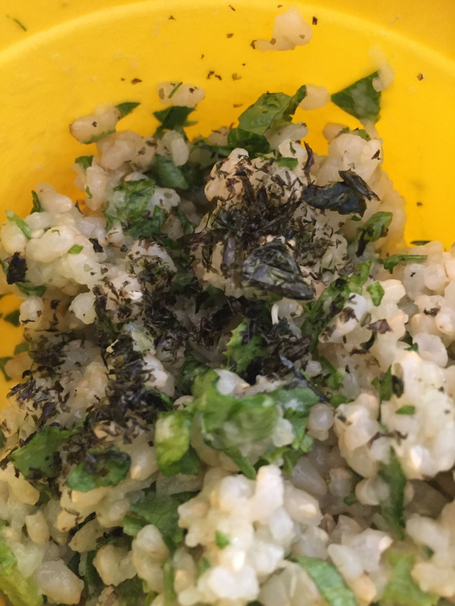 シャキシャキリーフレタスと海苔のご飯