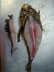 釣り魚料理 オニオコゼのお造り レシピ 作り方 By 釣りシン 楽天レシピ 釣り魚料理 オニオコゼのお造り レシピ 作り方 By 釣りシン 楽天レシピ