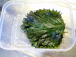 大葉の塩漬け レシピ 作り方 By 鎌倉梅子 楽天レシピ 大葉の塩漬け レシピ 作り方 By 鎌倉梅子 楽天レシピ