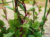 ツルムラサキの かき揚げ レシピ 作り方 By ブルーボリジ 楽天レシピ ツルムラサキの かき揚げ レシピ 作り方 By ブルーボリジ 楽天レシピ