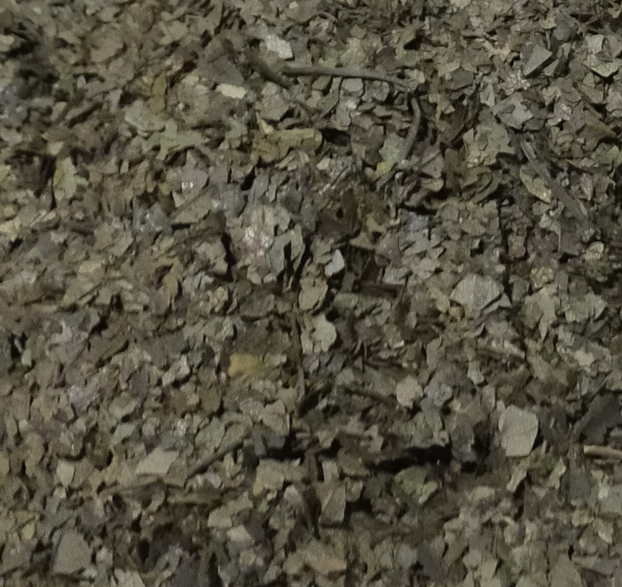 杜仲茶を作る。