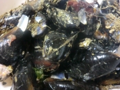 本場しゅうり貝のお吸いの作り方 レシピ 作り方 By サクラノカタライ 楽天レシピ 本場しゅうり貝のお吸いの作り方 レシピ 作り方 By サクラノカタライ 楽天レシピ