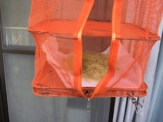 ヤングコーンのひげのお茶 レシピ 作り方 By サニヤスイーヨー 楽天レシピ