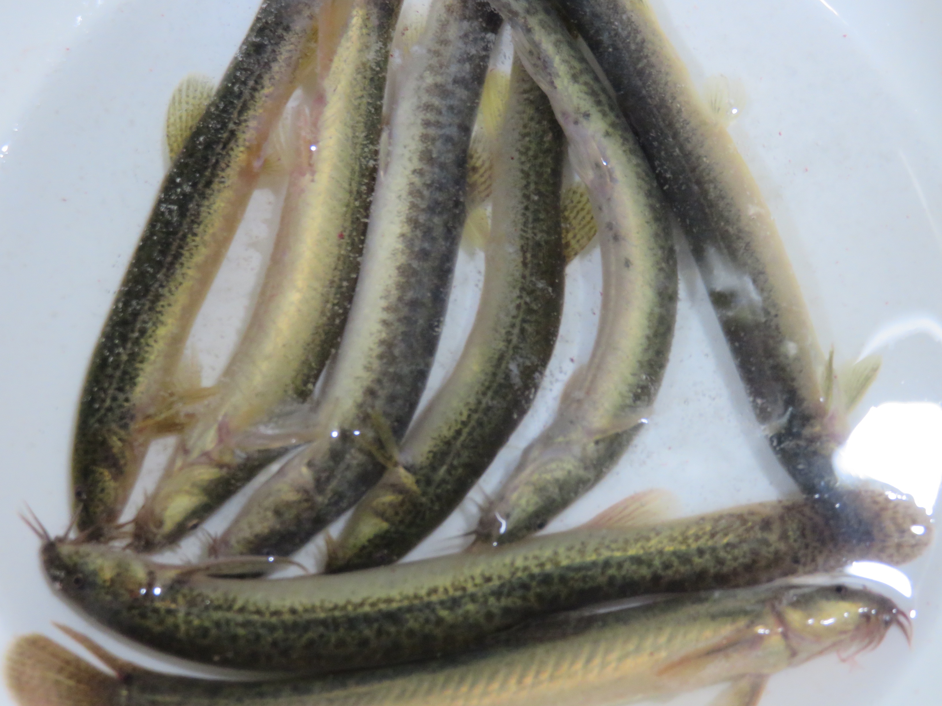 ドジョウの唐揚げ レシピ 作り方 By Yasuke Azuma 楽天レシピ ドジョウの唐揚げ レシピ 作り方 By Yasuke Azuma 楽天レシピ