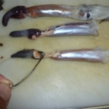 スルメイカのわた焼き レシピ 作り方 By Tententen48 楽天レシピ スルメイカのわた焼き レシピ 作り方 By Tententen48 楽天レシピ