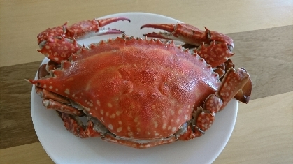 塩分濃度とゆで方 ズワイガニ塩ゆで レシピ 作り方 By Startrek 楽天レシピ 塩分濃度とゆで方 ズワイガニ塩ゆで レシピ 作り方 By Startrek 楽天レシピ