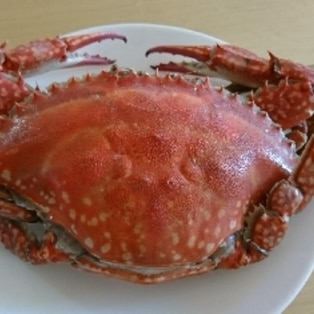 塩分濃度とゆで方 ズワイガニ塩ゆで レシピ 作り方 By Startrek 楽天レシピ 塩分濃度とゆで方 ズワイガニ塩ゆで レシピ 作り方 By Startrek 楽天レシピ