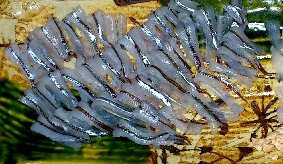 サヨリレシピ 作り方の人気順 簡単料理の楽天レシピ サヨリレシピ 作り方の人気順 簡単料理の楽天レシピ