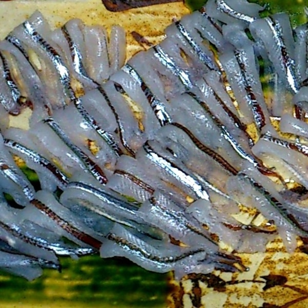 釣り魚料理 サヨリのお造り レシピ 作り方 By 釣りシン 楽天レシピ 釣り魚料理 サヨリのお造り レシピ 作り方 By 釣りシン 楽天レシピ