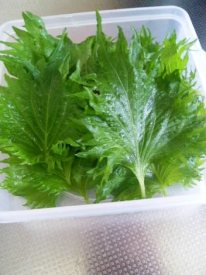 すぐに食べてしまったのでまたリピ
畑のしそが虫食う前に＾＾