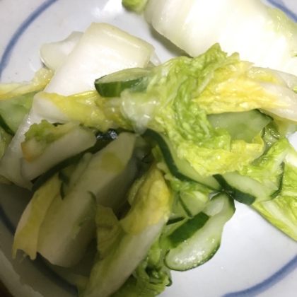白菜と胡瓜の浅漬け