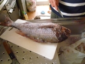 鯛の白子ポン酢 レシピ 作り方 By Nontan 楽天レシピ 鯛の白子ポン酢 レシピ 作り方 By Nontan 楽天レシピ