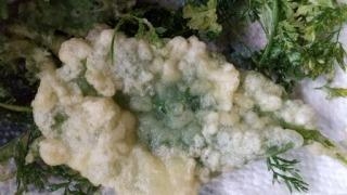 ボリジの葉の天ぷら レシピ 作り方 By たま 楽天レシピ ボリジの葉の天ぷら レシピ 作り方 By たま 楽天レシピ