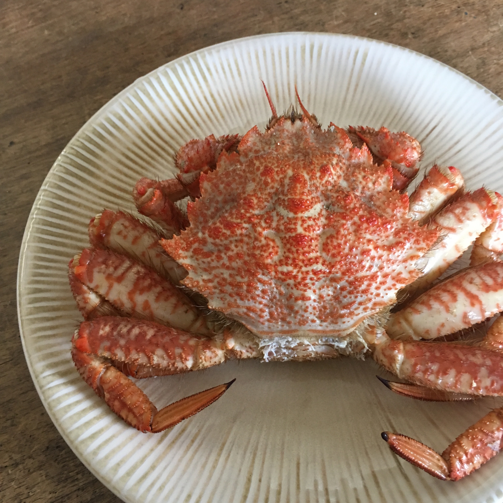 クリガニの旬はどの時期か 毛ガニとの違いやおいしい食べ方についても イナコド 田舎で子育てをしてます クリガニの旬はどの時期か 毛ガニとの違いやおいしい食べ方についても イナコド 田舎で子育てをしてます