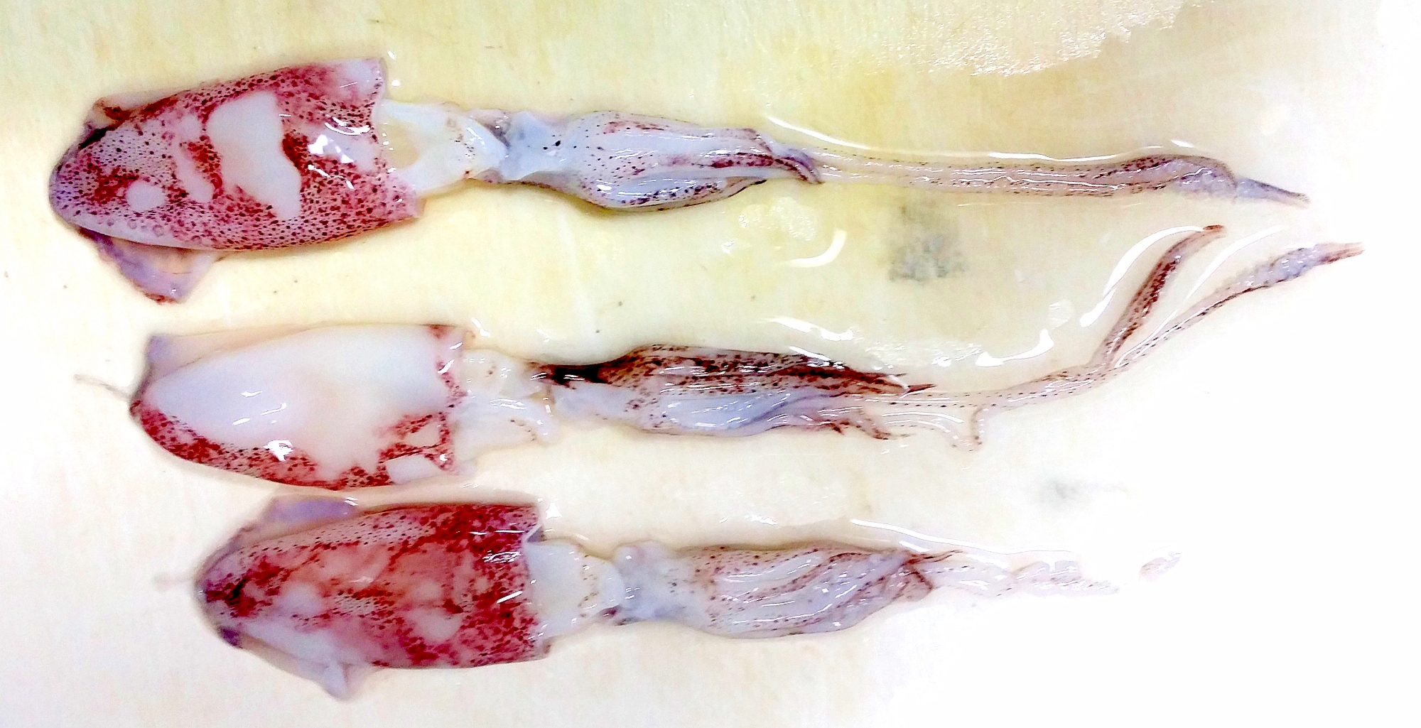 独居自炊 超めんどくさい 小さいイカの煮付け レシピ 作り方 By ブッ子 楽天レシピ 独居自炊 超めんどくさい 小さいイカの煮付け レシピ 作り方 By ブッ子 楽天レシピ