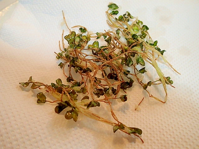 米粉の衣で かいわれ大根の天ぷら