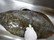 ヒラメのさばき方 お造り のコツ レシピ 作り方 By Startrek 楽天レシピ ヒラメのさばき方 お造り のコツ レシピ 作り方 By Startrek 楽天レシピ