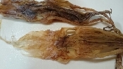 スルメのダシが染み込んだ 味付け玉こんにゃく レシピ 作り方 By さ恵 楽天レシピ スルメのダシが染み込んだ 味付け玉こんにゃく レシピ 作り方 By さ恵 楽天レシピ