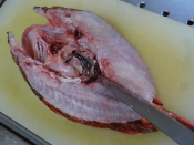 焼いて絶品 カサゴの開き天日干し レシピ 作り方 By Startrek 楽天レシピ 焼いて絶品 カサゴの開き天日干し レシピ 作り方 By Startrek 楽天レシピ